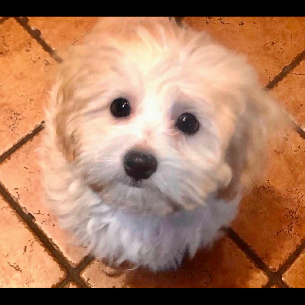 Meet your Posher, Harry